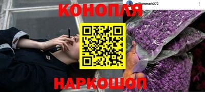 прущие крисы Шелехов