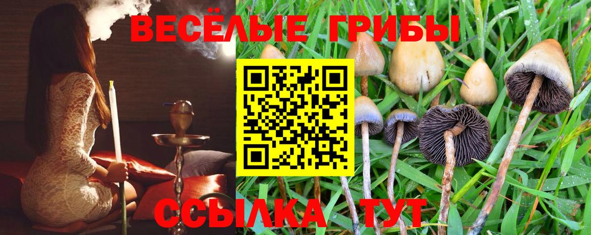 Псилоцибиновые грибы Psilocybine cubensis Мончегорск